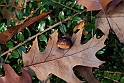 Parco Europa Autunno_075